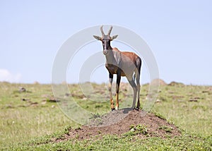 Topi Antelope on a Mound