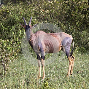 Topi Antelope in the National Reserve of Africa, Kenya