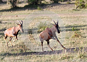 A Topi antelope running after another