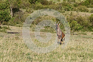 A Topi antelope running on the grassland