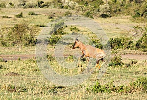 Topi antelope running in the grassland, Masai Mara