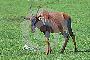 Topi antelope in savannah