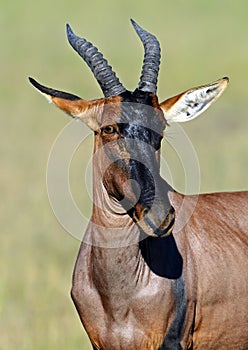 Topi antelope in the savannah