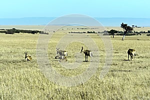 Topi antelope in the savannah