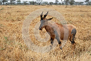 Topi Antelope in the savannah, Serengeti National Park, Tanzania