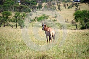 Topi antelope in the Serengeti park in Tanzania