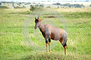 Topi antelope standing on the African plains