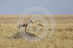 Topi antelope standing on hillocks to attract his mate