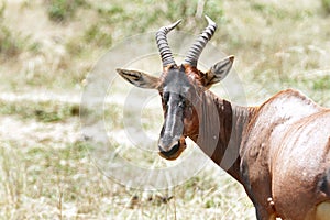 A topi antelope turning its head