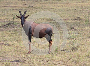 Topi Antelope in Uganda Africa