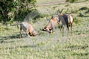 A Topi antelope watching the fight