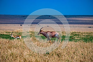 Topi Antelope Wildlife Animals Mammals at the savannah grassland wilderness hill shrubs great rift valley maasai mara national