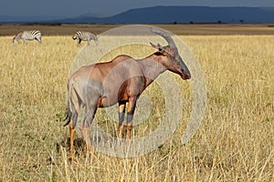 Topi antelope and zebras