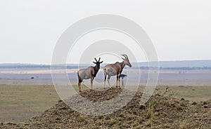 Topi Antelopes