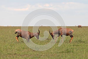 The Topi antelopes