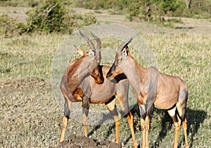 Topi antelopes in courtship