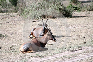 Topi Antelopes, Damaliscus lunatus jimela