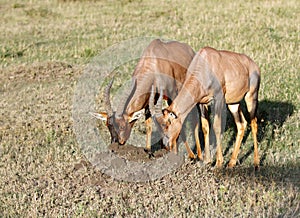 Topi antelopes digging the ant hill