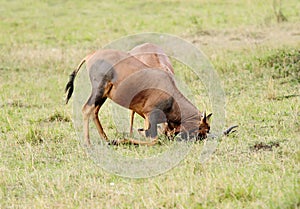 Topi antelopes knocking each other