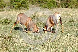 Topi antelopes locking their horn