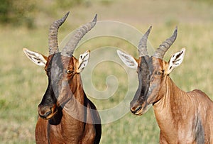 Topi antelopes looking towards camera