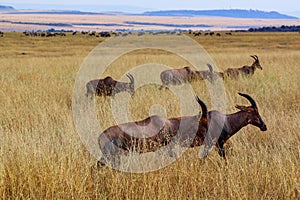 Topi antelopes in the Masai Mara National Park