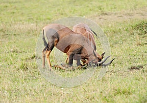 Topi antelopes playing in green Savanna