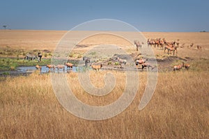 Topi antelopes at the pond in the field