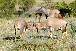 Topi antelopes ready to fight