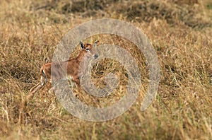 Topi antelopes resembles hartebeest