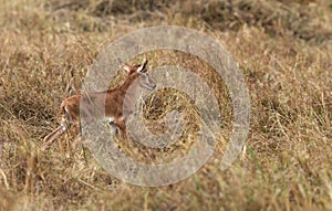 Topi antelopes resembles hartebeest