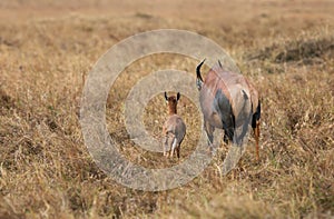 Topi antelopes resembles hartebeest