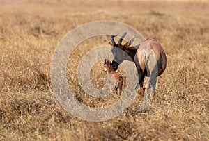 Topi antelopes resembles hartebeest