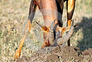 Topi antelopes rubbing its head on anthill