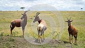 Topi Antelopes in Savanna, Africa