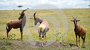 Topi Antelopes Standing on Mound