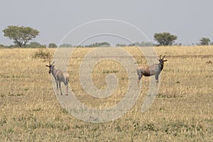 Topi Antelopes in Tanzania