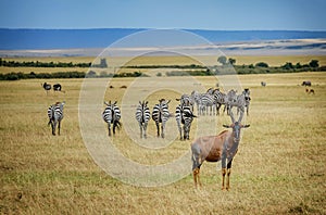 A topi Antilope in Masai Mara Game reserve in Kenya, Africa