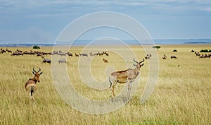 A topi Antilope in Masai Mara Game reserve in Kenya, Africa