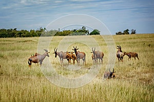 A topi Antilope in Masai Mara Game reserve in Kenya, Africa