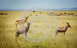 A topi Antilope in Masai Mara Game reserve in Kenya, Africa