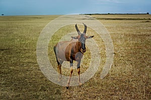 A topi Antilope in Masai Mara Game reserve in Kenya, Africa