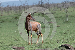 Topi or blue jeans antelope standing