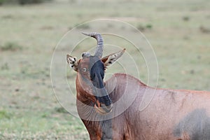 Topi with a broken horn in the african savannah.