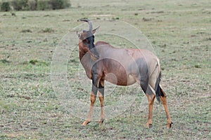 Topi with a broken horn in the african savannah.