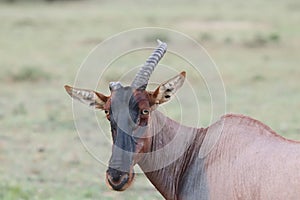 Topi with a broken horn in the african savannah.