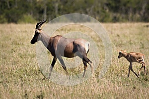 Topi with calf