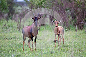 A Topi couple in the Kenyan savanna