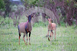 A Topi couple in the Kenyan savanna