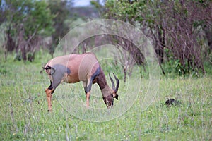 A Topi couple in the Kenyan savanna